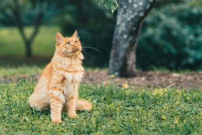 白天绿色草地上的橙色斑猫